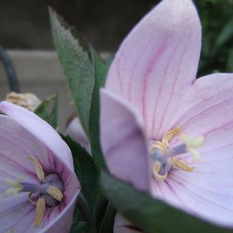 Platycodon grandiflorus 'Perlmutterschale'