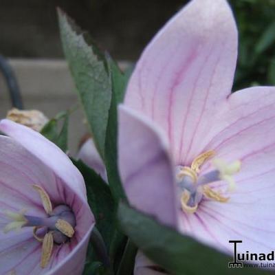 Platycodon grandiflorus 'Perlmutterschale' - 