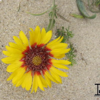 Gaillardia aristata 'SUNBURST Yellow With Red' - 