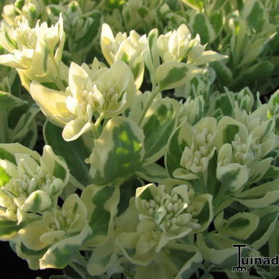 Sedum erythrostictum 'Frosty Morn' - Sedum erythrostictum 'Frosty Morn'