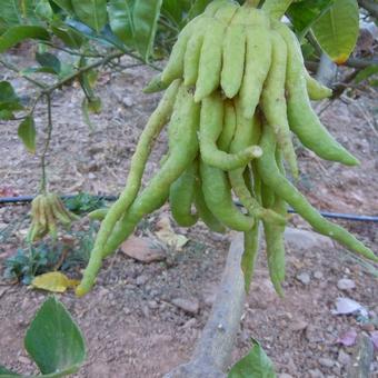 Citrus medica var. sarcodactylis