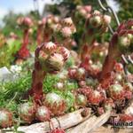 Sempervivum tectorum - Joubarbe des toits