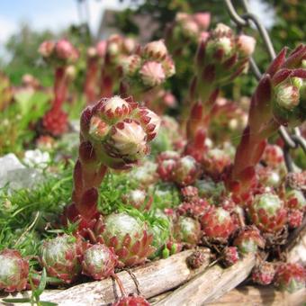 Sempervivum tectorum