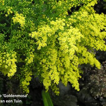 Solidago 'Golden Mosa'