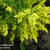 Solidago 'Golden Mosa'