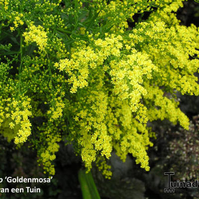 Solidago 'Golden Mosa' - Solidago 'Golden Mosa'