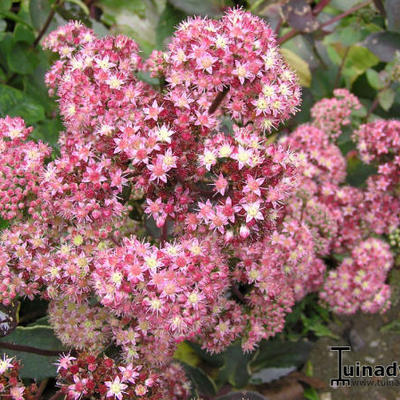 Sedum 'Strawberries and Cream' - Sedum 'Strawberries and Cream'