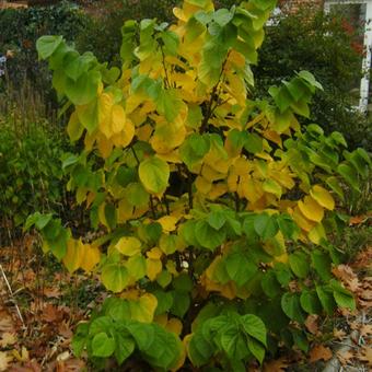 Cercis chinensis 'Avondale'