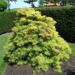 Sambucus racemosa - Roter Holunder