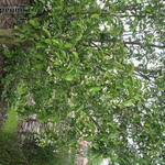 Pterostyrax corymbosa - 