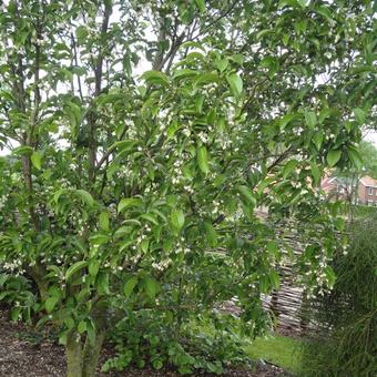 Pterostyrax corymbosa