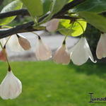 Halesia monticola - 