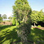 Styrax japonicus 'Pendulus' - 