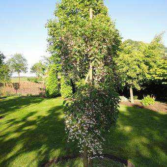 Styrax japonicus 'Pendulus'