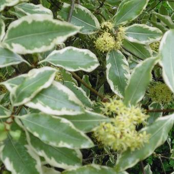 Pittosporum eugenioides 'Variegatum'