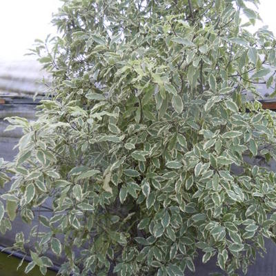 Pittosporum eugenioides 'Variegatum' - 