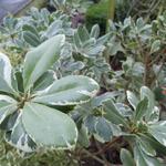 Pittosporum tobira 'Variegatum' - 