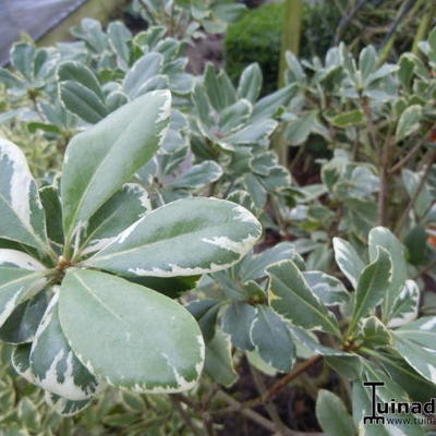 Pittosporum tobira 'Variegatum' - 