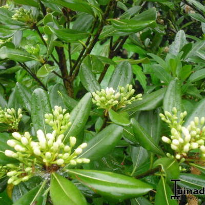 Pittosporum tobira - Chinesischer Klebsame