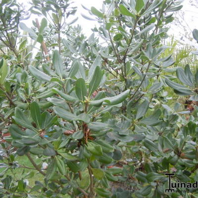 Pittosporum tobira - PITTOSPORE TOBIRA , PITTOSPORUM TOBIRA - Pittosporum tobira