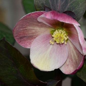 Helleborus x ericsmithii HGC 'Pink Frost'