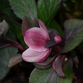 Helleborus x ericsmithii HGC 'Pink Frost'