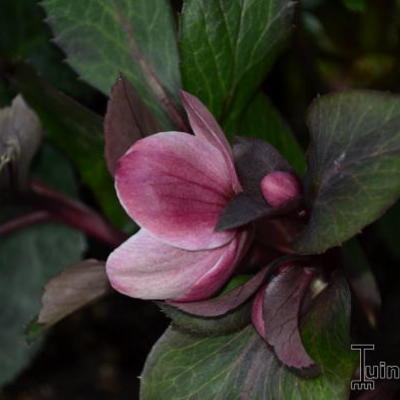 Helleborus x ericsmithii HGC 'Pink Frost' - 