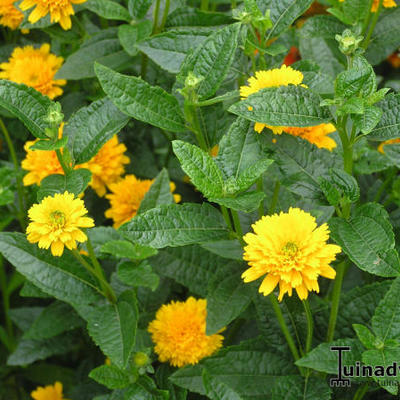 Heliopsis helianthoides var. scabra 'Asahi' - 