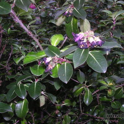 Pittosporum tenuifolium - Pittosporum tenuifolium