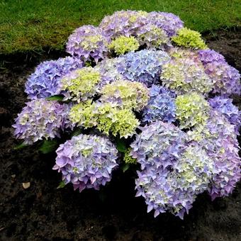 Hydrangea macrophylla 'Tovelit'