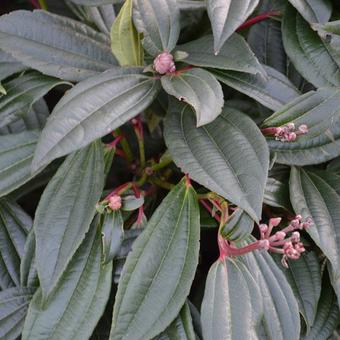 Viburnum davidii