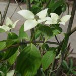 Cornus kousa 'China Girl - CORNOUILLER DU JAPON