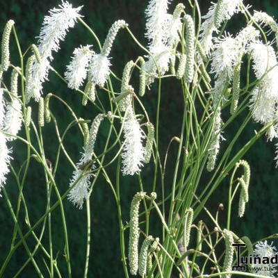 Sanguisorba tenuifolia - 