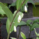 Polygonatum maximowiczii - 