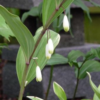 Polygonatum maximowiczii