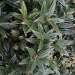 Sarcococca hookeriana var. humilis