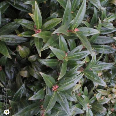 Sarcococca hookeriana var. humilis - 