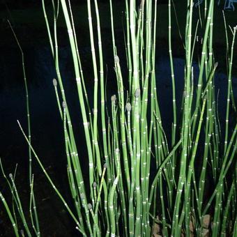 Equisetum japonicum