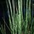 Equisetum japonicum