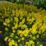 Genista tinctoria 'Plena' - 