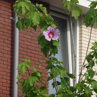 Hibiscus 'Resi'