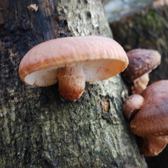 Lentinula edodes