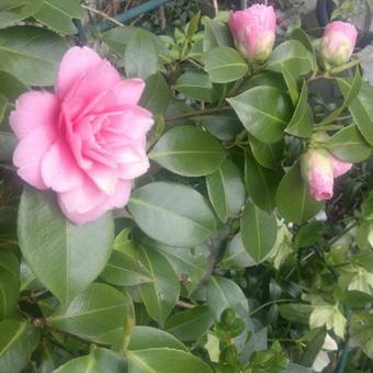 Camellia japonica