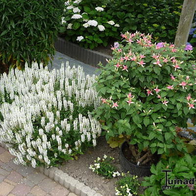 Salvia nemorosa 'Sensation White'