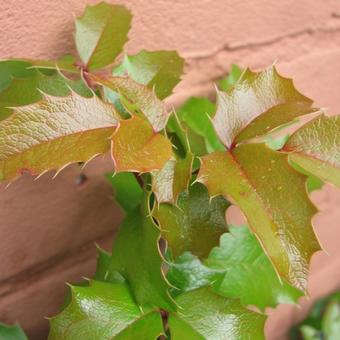 Mahonia aquifolium 'Smaragd'