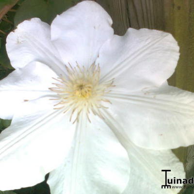 Clematis 'Madame Le Coultre' - Clematis 'Madame Le Coultre'