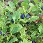 Vaccinium myrtillus - Heidelbeere