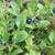 Vaccinium myrtillus