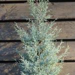 Cupressus arizonica 'Glauca' - 