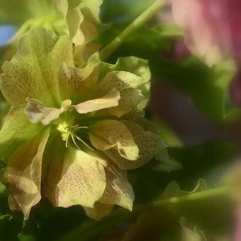 Helleborus x hybridus 'SPRING PROMISE Elly'